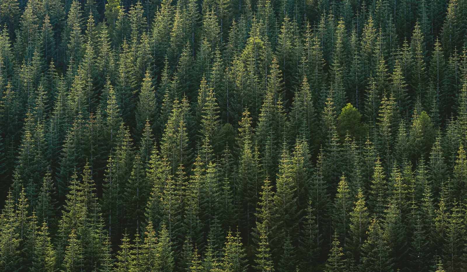 A lush forest canopy viewed from below